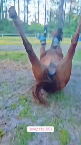 My horse fell down.#horse #horses #horsesontiktok #foryou #funny #funnyvideos #viral #fypシ #funnytiktok #funnymoments #fyp #fypシ゚viral #cute #usa🇺🇸 