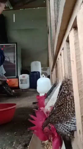 Membalas @uum_olshop disenfektan  sekali gus  penghilang bau amoniak #ternak #unggas #kandang #ayam #disenfektan 