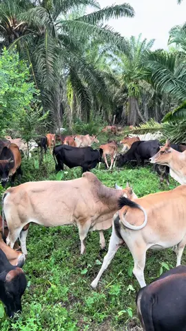 🐮#sapilokal #cahangon #tukangarit 