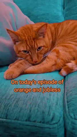 Orange and jobless 🍊 #cat #jobless #fyp #funnycat #orangecat #catsoftiktok 