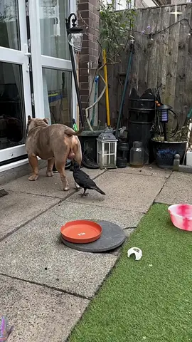 The flying pup 🐦‍⬛#tiktok #foryou #cute #animals #viral 