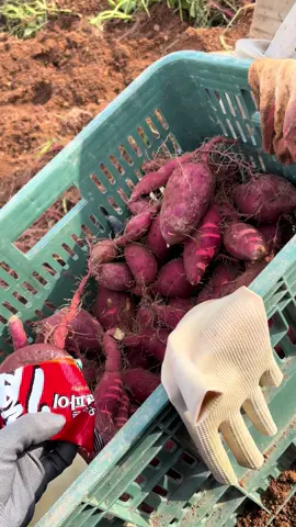 Người khác làm được thì mình cũng làm được💪🏻#e8 #laođộngthờivụ #hanquoc🇰🇷 #xuhuong 