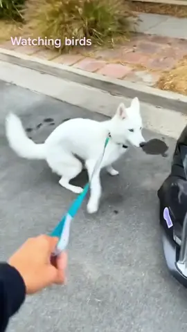Silly Dog #dog#funny#funnyanimals#funnypets#animals #dogsofttiktok #pet #foryou #longervideos