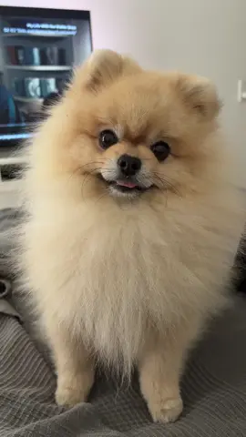 🥰  #dog #pomeranian #foryou #foryoupage #cute 
