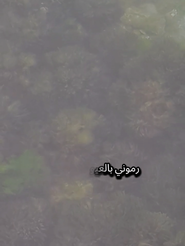 رموني بالعيوب ملفقات وقد علموا بأني لا اعاب وإني لا تدنسني المخازي وإني لا يروعني السباب ولما لم يلاقوا فيا عيباً كسوني من عيوبهم وعابوا #تركيا #شعروقصايد ##LIVEIncentiveProgram #LIVECareer #PaidPartnership 