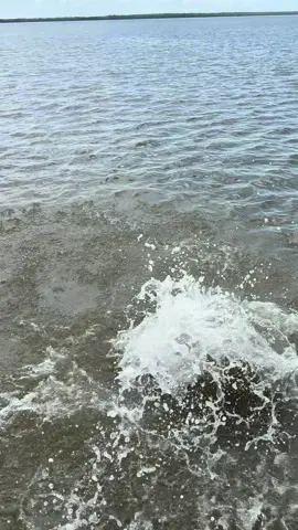Dolphin Magic Pt.2…. #surinameriver #paramaribo #suriname #southamerica #dolphins 