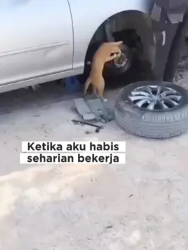 kerja keras seharian #kucinglucu #fyppppppppppppppppppppppp #kontenlucu 