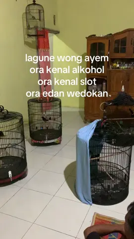 damai🤙#muraibatuindonesia#kicaumaniaindonesia#fyp#muraibatumagelang