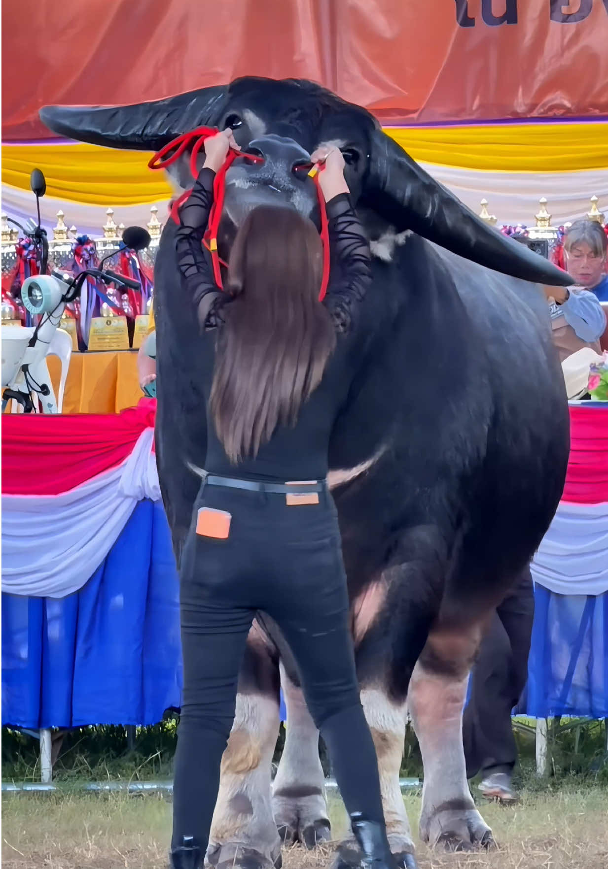 เจ้าเพลิน ควายยักษ์หล่อมาก  #buffalo  #bigbull 