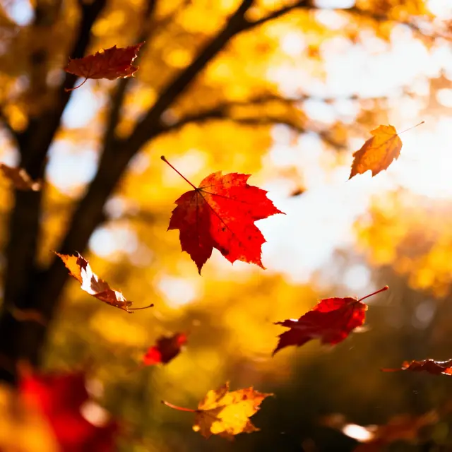 Every fall, trees release their leaves in beautiful colors. It looks like loss, but in reality, it’s survival. By letting go of leaves, trees conserve water, protect themselves from the harshness of winter, and prepare for new growth in the spring. In many ways, we’re not so different. Life asks us to shed, too. Old habits, toxic relationships, outdated beliefs, unnecessary burdens—sometimes we have to let them fall away, even if it feels painful. Just like the tree, this shedding isn’t about weakness or emptiness. It’s about resilience, creating the space and energy we need to endure and to grow. So if you find yourself in a season of release, trust the process. Shedding is not the end—it’s the preparation for a new beginning. Have a nice weekend.