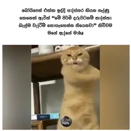 😂😂