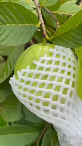 bibit tanaman jambu kristal, #jambu #jambukristal #guava 