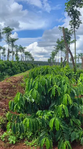 Chỉ mong tương lai hết nghèo