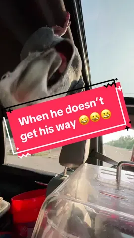 Bird tries to bite his human 😂 #leosworld #youmissed #hormonal #funnypet #birdintelligence 