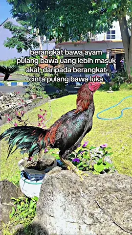 #promomakan1010 #masukberandafyp #salamsatuhobby #ayambangkok #yzxcba 