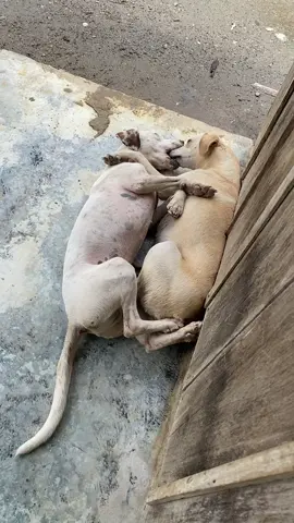 Perritos Enamorados 🤭