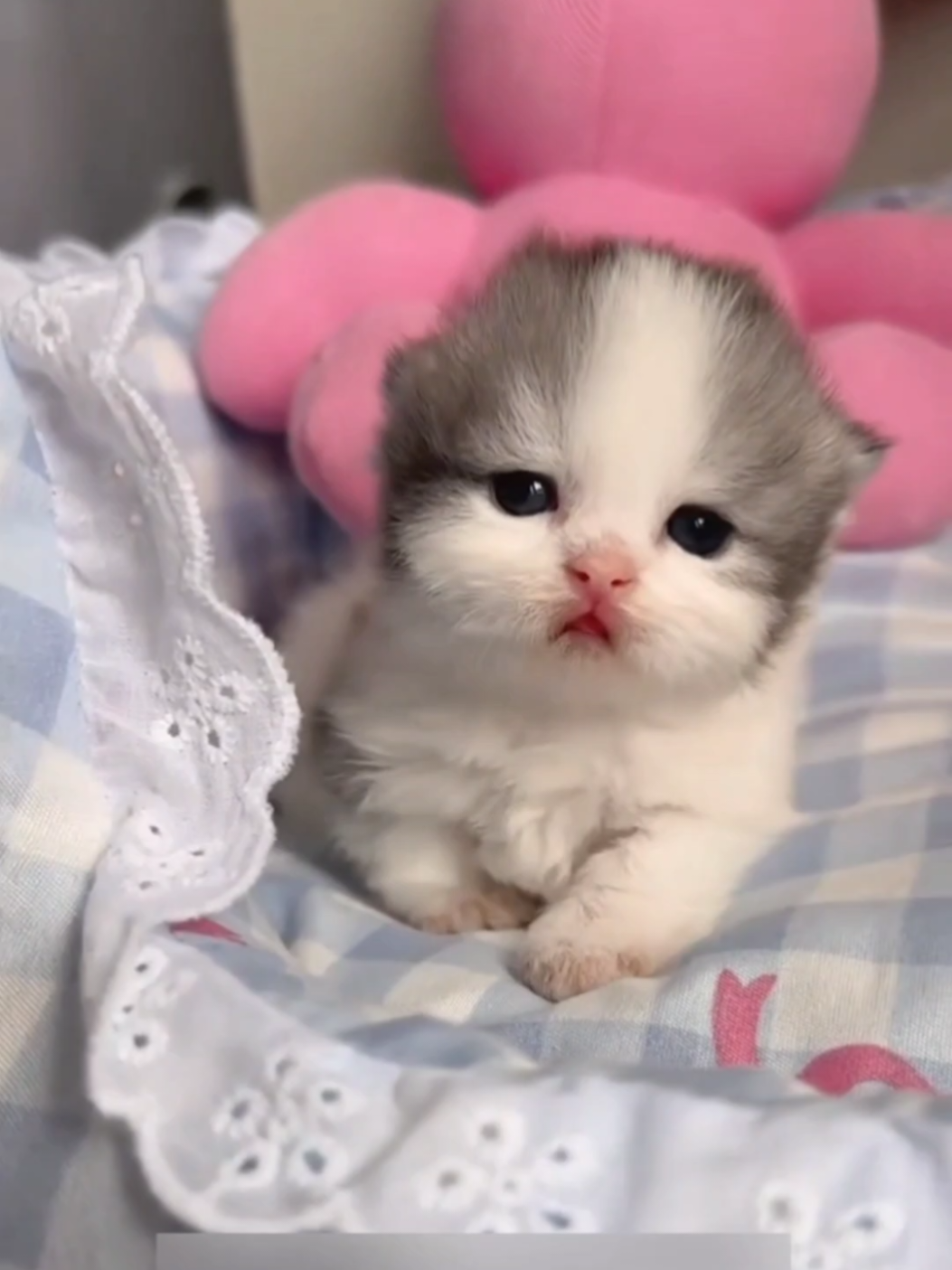 Derpy little sweetheart 💫😇.#kitten #cat #pet #cute 