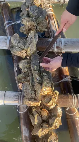 #thinhhanhtiktok #xuhuongtiktok #nuoitrongthuysan #haisan #haisantuoisong 