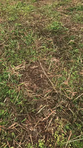 #fyppppppppppppppppppppppp #fypシ゚viral🖤tiktok #setbc #tolonglikeyah 