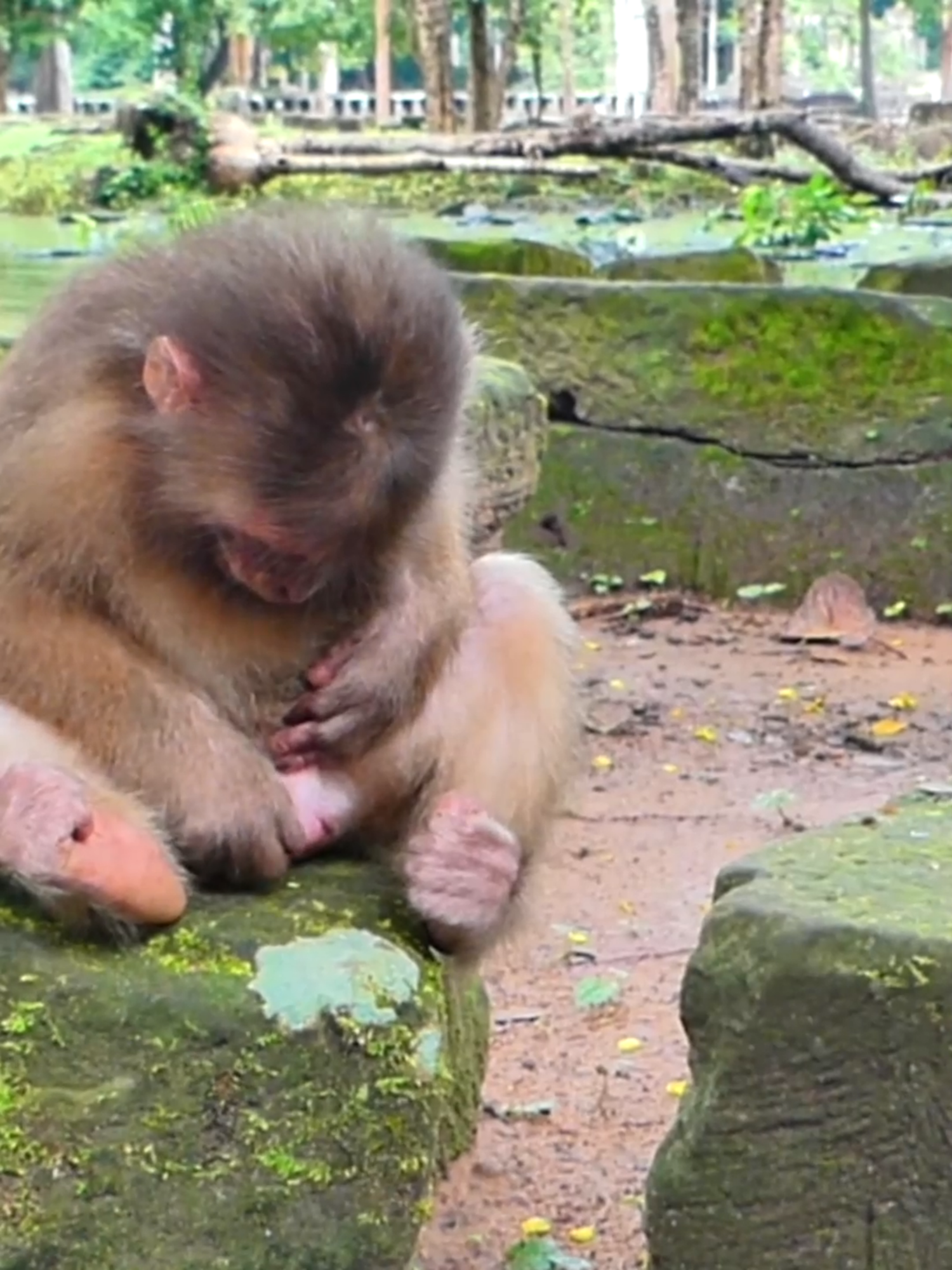 What ar eyou doing Abandoned Balina ! #babymonkey🐒❤️ #babymonkey #Animals #Monkey
