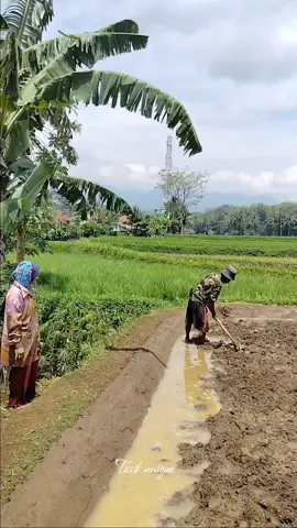Nuju usum kieu we di lembur kuring mah,pami di lembur anjeun nuju musim naon? #tasikunique #pemandangan #rajapolah_tasikmalaya #tasikunique 