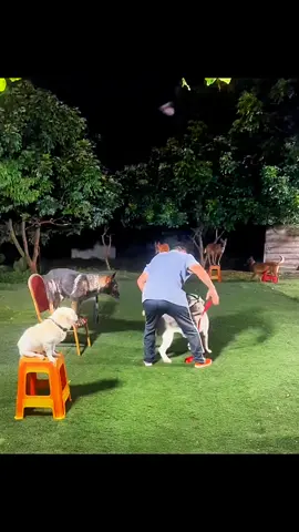 Dog training tips #DogTraining #dogtrainer #dogsoftiktok #PetsOfTikTok #dogtrainingtips 