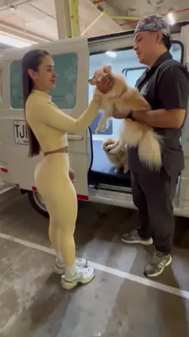 Profilaxis SIN anestesia para los peluditos de la hermosa @salcedoraquel 🥰👩🏻 Gracias por confiar la salud dental de tus mascotas con nosotros!🩵🐶  Aquí consigues los chalecos para tus peluditos @serenitypet.co 💜 Y los mejores snacks de cordero premium @nuskesnacks ❤️ Agenda tu cita si también quieres que seamos los responsables de dejar los dientes de tu mascota relucientes🤩✨ 📲 Medellín 300 1707078