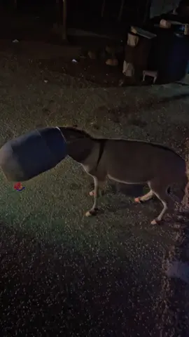 #hadii#hameen madow adoo# wax#xadayo#tanookale#kugu#dhacdo#maxaa#xala#