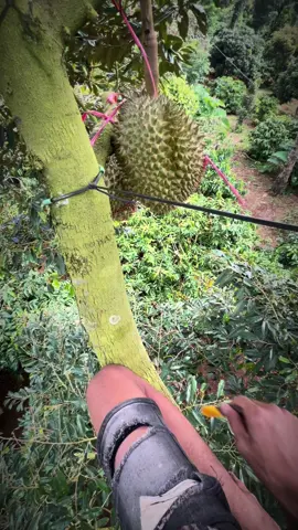 nay leo cột điện nhe ae #xuhuongtiktok #sauriengdaklak 