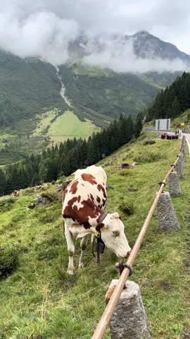 ##سويسرا🇨🇭 #switzerland #اوربا #سفر #اكسبلور 