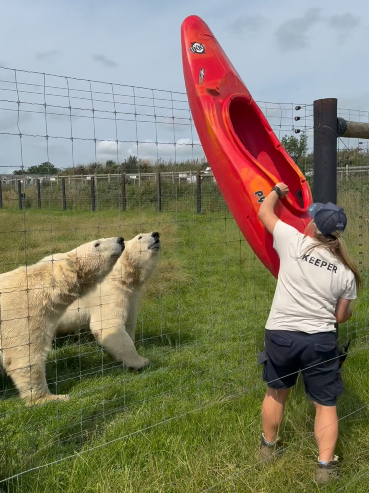 When Pyranha heard we were on the lookout for kayaks for our polar bears, they came through! 💙  They donated some seriously sturdy, pre-loved kayaks that gave the boys hours of fun. After plenty of climbing, splashing, and very enthusiastic bear-sized playtime… the kayaks were well and truly done in. Now they’re off to be recycled. Big thanks to the @pyranhakayaks team! 🐾🐻‍❄️♻️ #enrichment #conservation #animalsoftiktok #manchester #derbyshire