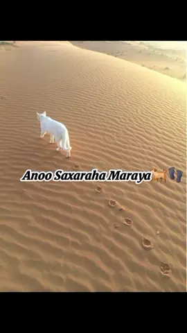 #somalitiktok #vedio ##funnyvideos #funy 