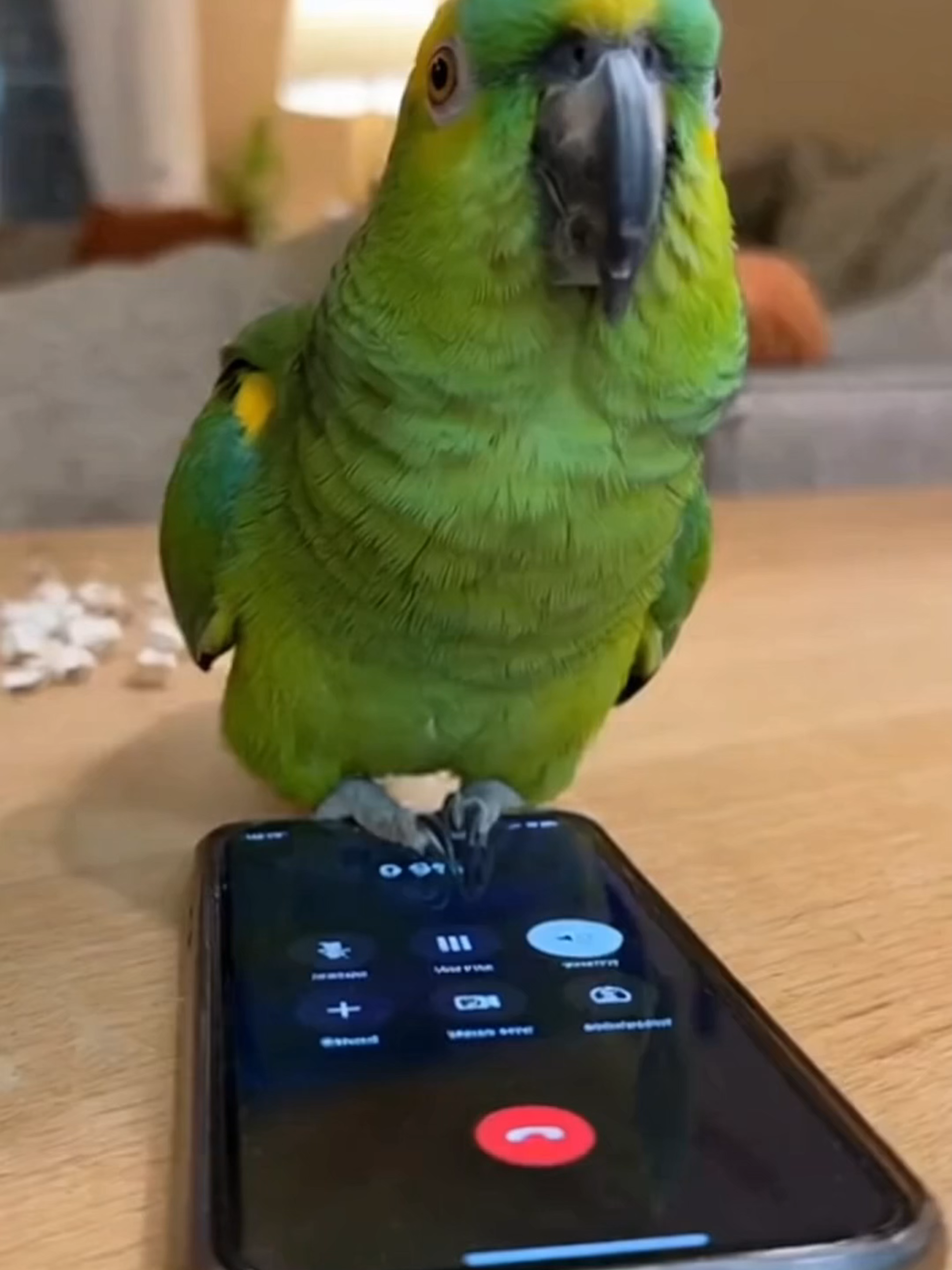 The Most Chaotic Parrot on the TikTok #Parrot #FunnyAnimals #Comedy #usatiktok #fyp