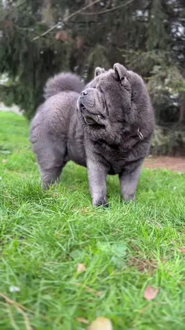 Teddy bear Dolce 4 years old  #bluechowchow #chowchowpuppy #teddybear #chowtrimedvedya #ChowChow 