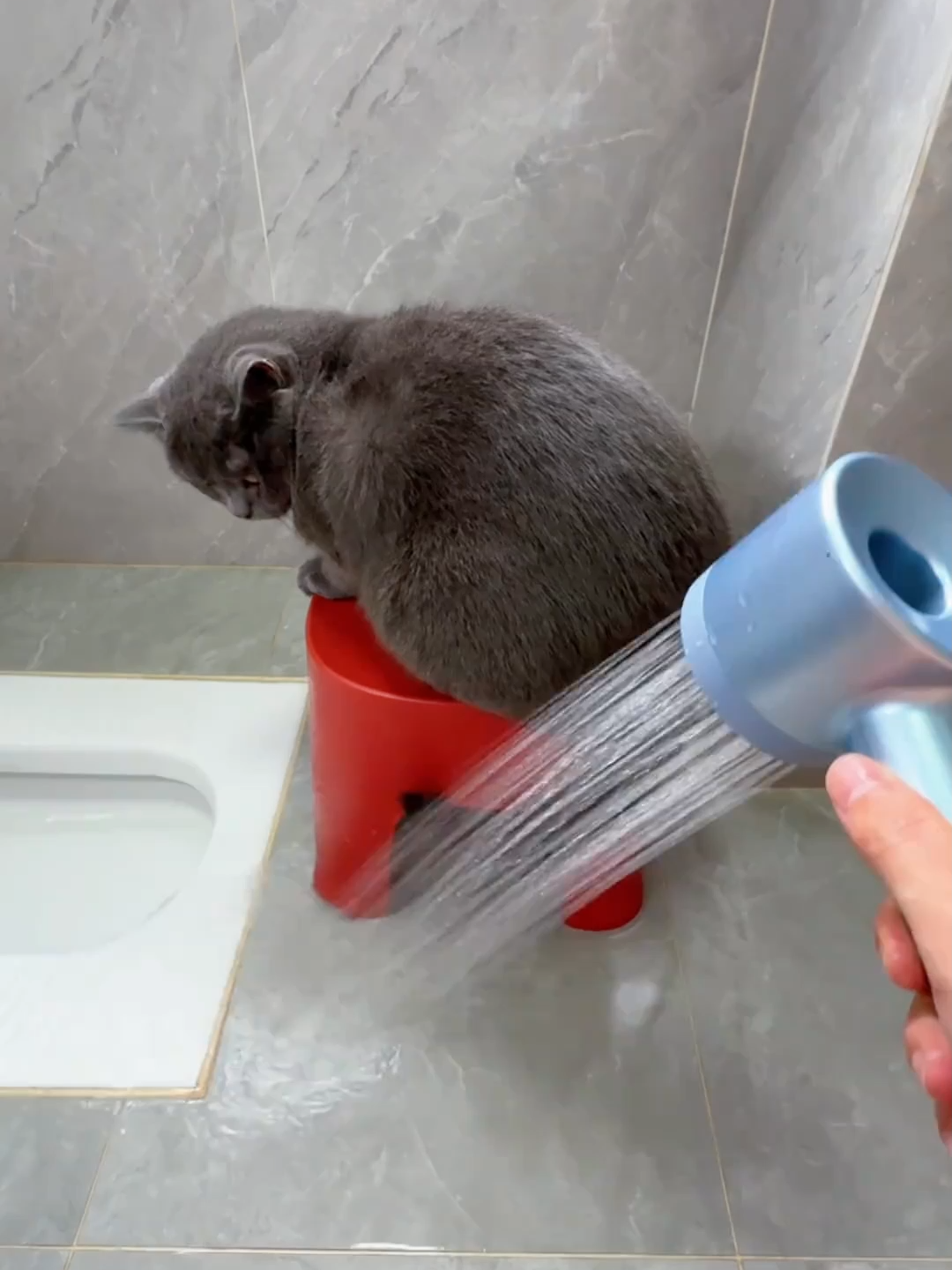 Challenge: The best-behaved kitten during bath time.#catbath #catbathchallenge #CatSpa #catlover #catlife #ForYou #fyp