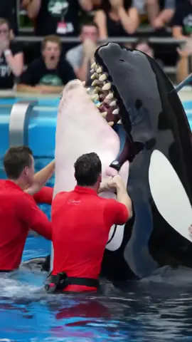#orcakilljessica #dolphins #jessica #trendingvideo #viralvideos 