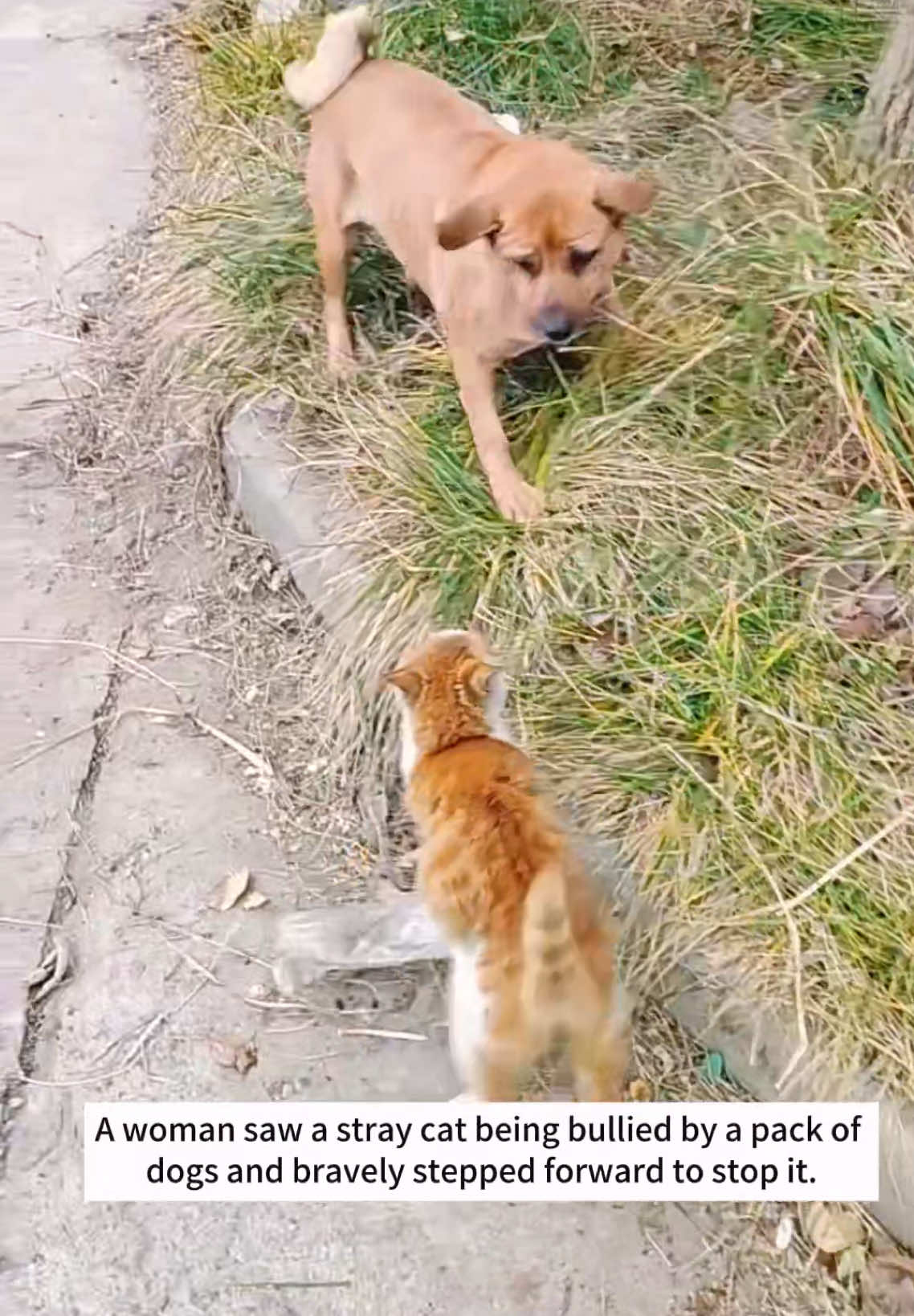 A woman saw a stray cat being bullied by a pack of dogs and bravely stepped forward to stop it.and then…#rescue #animals #cat 