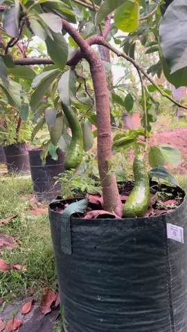 Monggo sab034 kondisi berbuah #tanindezo #ogreengarden #wonogiri #berkebun #buah #alpukat #tabulampotalpukat #tiktoklive #fyp 