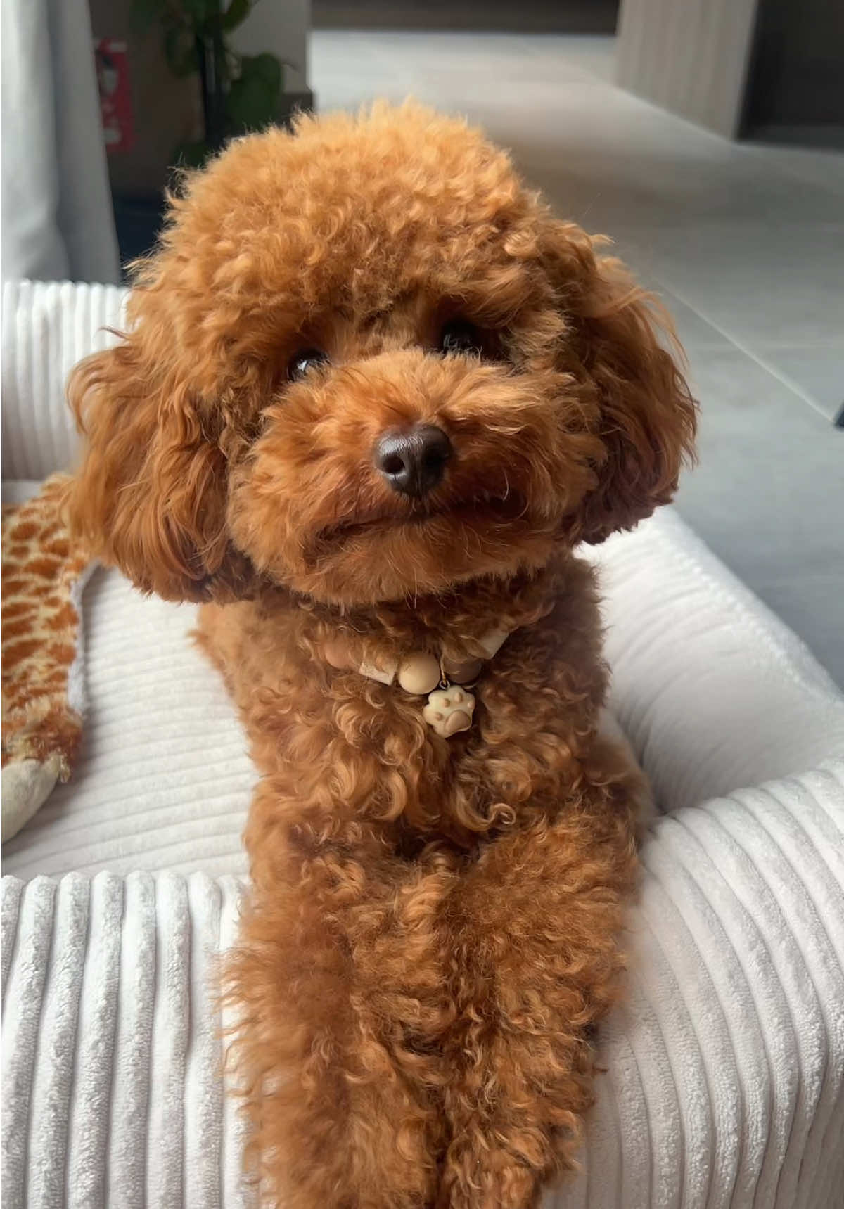The cutest 🥹 #shiny #poodle #redtoypoodle #toypoodle #dog 