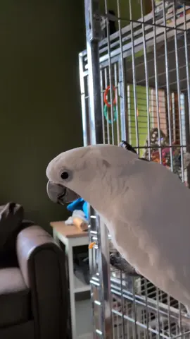 Furby is getting used to his new Wingabago! #furbythebirb #wingabago #carrier #travel #parrot 