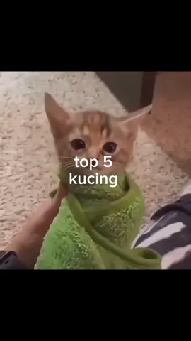 top 5 kucing😹 #top5#kucing#memestiktok#fyp 