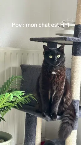 Bientôt je lui apprend à voler comme Krokmou 🐉 #chat #hpi #krokmou 