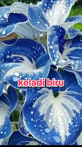 Benih Keladi Biru #caladium #benih #fyp 
