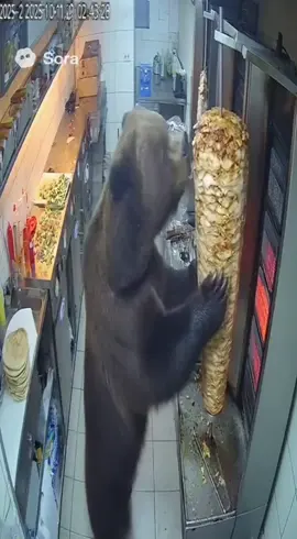 Un ours assez spécial 🤣 #sora2 #ours #kebab #ia #pourtoi 