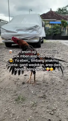 upss🤭 #fyp #ayambangkoksuper #ayamindonesia #pakoy #pamangon 