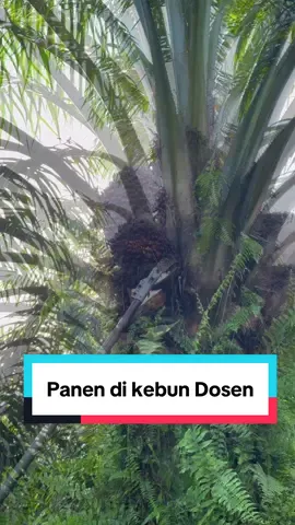 Panen sawit di kebun Pak Dosen. Mulai panen pukul 4 sore, sungguh ini panen sawit yang sangat melelahkan kan gess. #hiburan #sawit #fyp #trending #petanimuda 