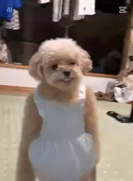 #犬 #dog #西山ダディダディ 