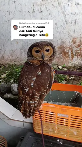 Membalas @sthasanah33ni kucing bersayap di cariin di kandang gada malah tidur di rak sepatu hihi #owl #burunghantu #burung #kucing #hewanlucu 