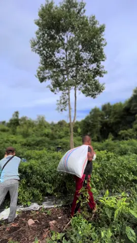 #CapCut 