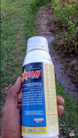 Starban merupakan insektisida racun kontak dan lambung yang mendandung Bahan aktif klorpirofos dan Sipermetrin. dapat mengendalikan berbagai jenis hama pada tanaman seperti walang sangit, belalang,ulat, kutu, wereng hijau, pengerek batang, kutu kebul trips.  #isotani #insektisida #petanimudaindonesia🇮🇩 #promomakan1010 #petaniindonesia🇮🇩🇮🇩🇮🇩🌿🌿 